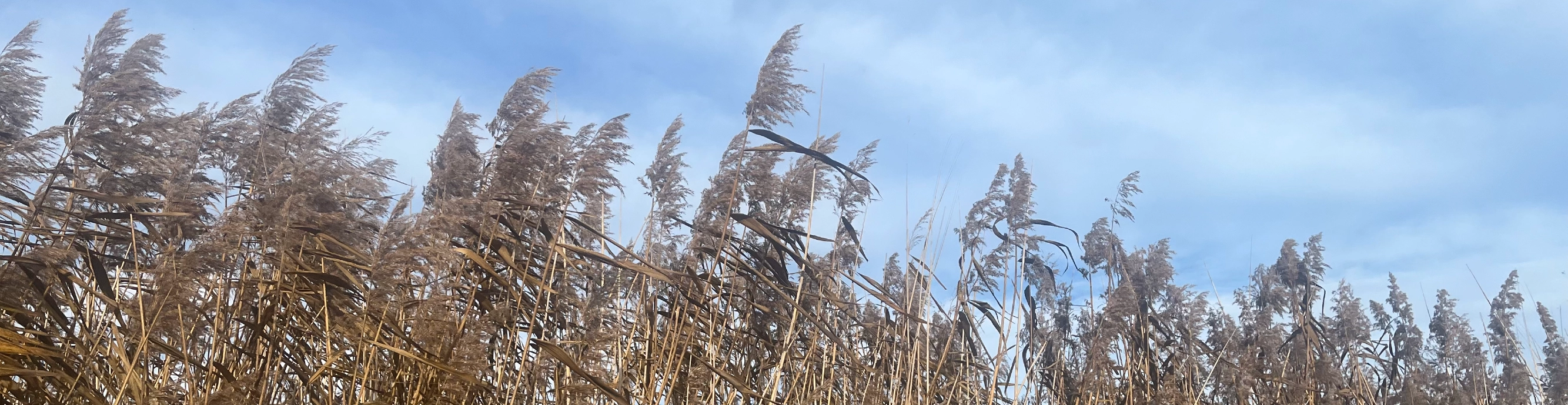 WETPOL 2025 banner 1